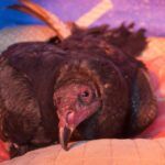 #News: Vultures found dead - A bird sitting on top of a chicken - Rodent