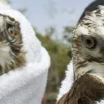 #News: Vultures found dead - A close up of a bird - Hawk