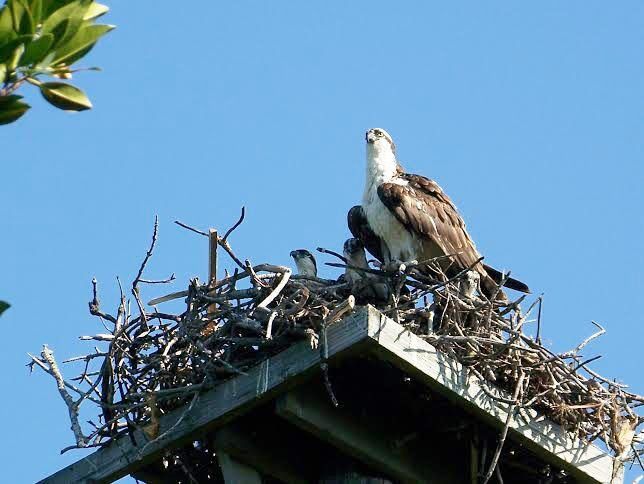 Welcome to the neighborhood – - A bird sitting on a branch - NEST+m