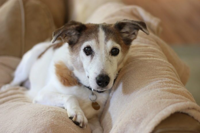 A Dog’s Life - A brown and white dog lying on a sofa - Dog breed
