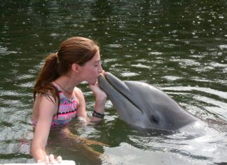 Splish Splash FKCC offers camps galore - A man swimming in a body of water - Common bottlenose dolphin
