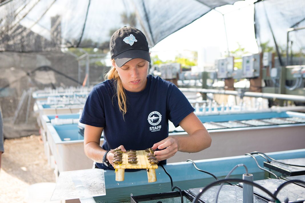 IC2R3 OA System Mote Marine hosts eco-friendly event - A young boy sitting at a table - Mote Marine Laboratory & Aquarium