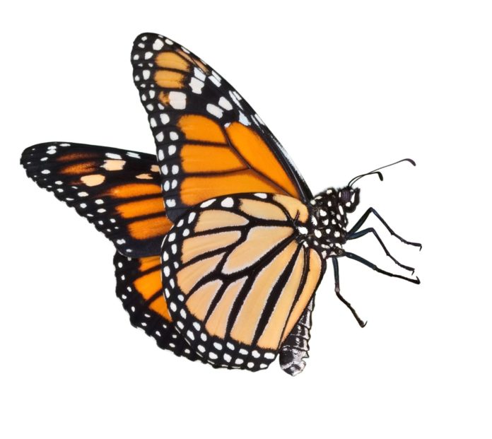 butterfly The Majesty of the Monarch Fading – Rapid population decline of the monarch butterfly reported - A close up of an insect - Butterfly