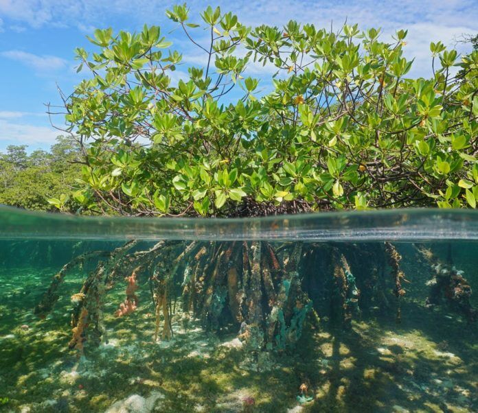 Council eyeing fertilizer ordinance - A tree next to a body of water - Natural environment