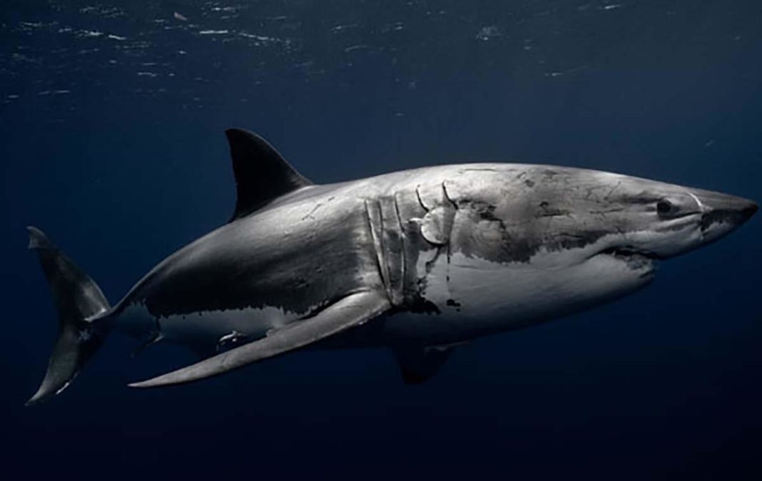 White shark What recent great white sightings in the Keys mean - A shark in the water - Shark