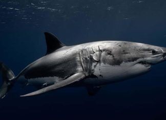What recent great white sightings in the Keys mean What recent great white sightings in the Keys mean - A shark in the water - Shark