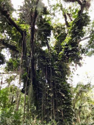 Jamaica in 24 Hours: An island adventure in a day - A tree in a forest - Valdivian temperate rain forest