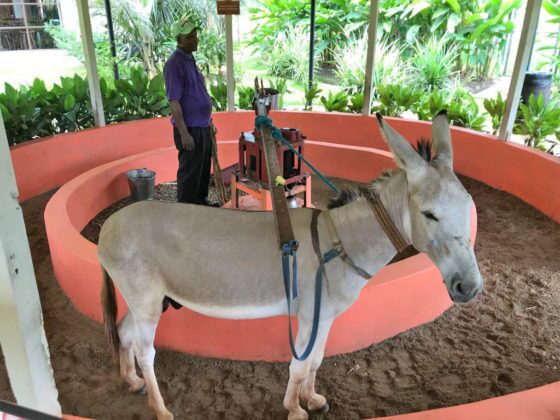 Jamaica in 24 Hours: An island adventure in a day - A dog that is standing in front of a horse - Horse