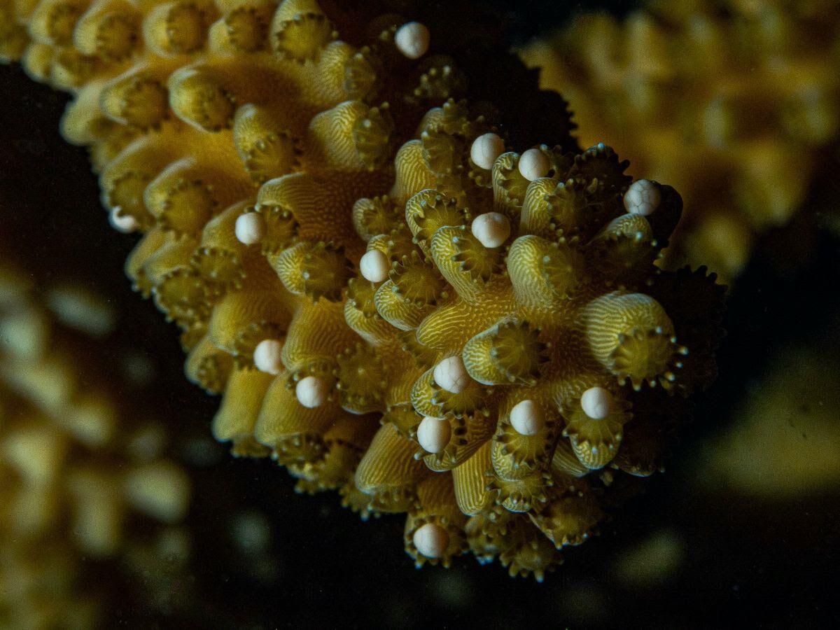 WORTH THE WAIT – CRF corals spawn later than predicted - A close up of a coral - Stony corals