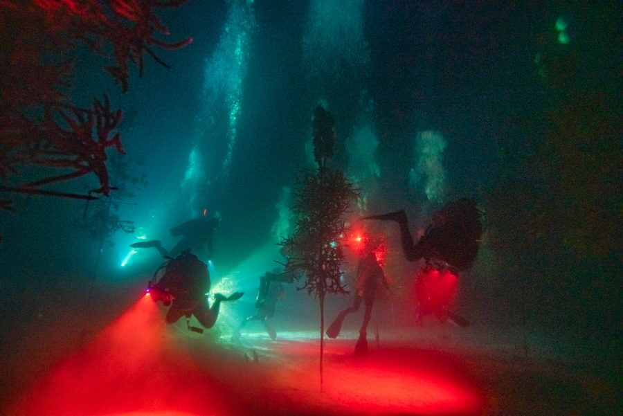 WORTH THE WAIT – CRF corals spawn later than predicted - A blurry image of a red light at night - Light