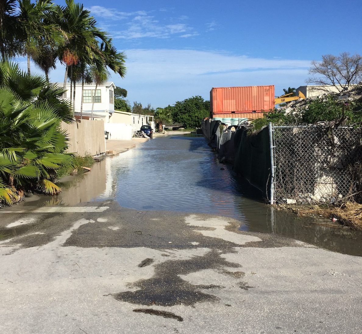 Municipalities proactive on flooding, sea level rise - A tree in the middle of a road - Palm trees
