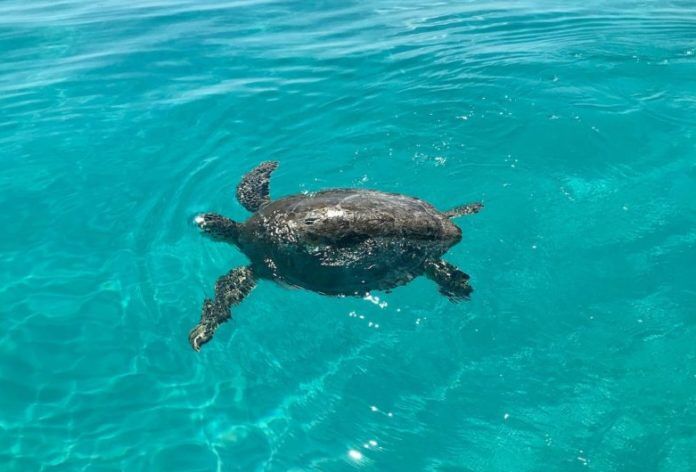turtle5