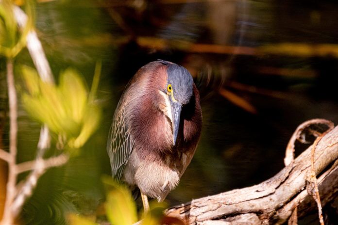 Hedden Green Heron