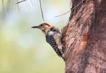 a small bird perched on the side of a tree