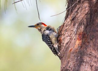 a small bird perched on the side of a tree