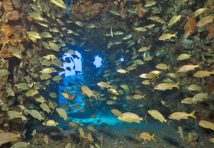 KeyLargo_Modern_reef_1 a large group of fish swimming around a coral reef