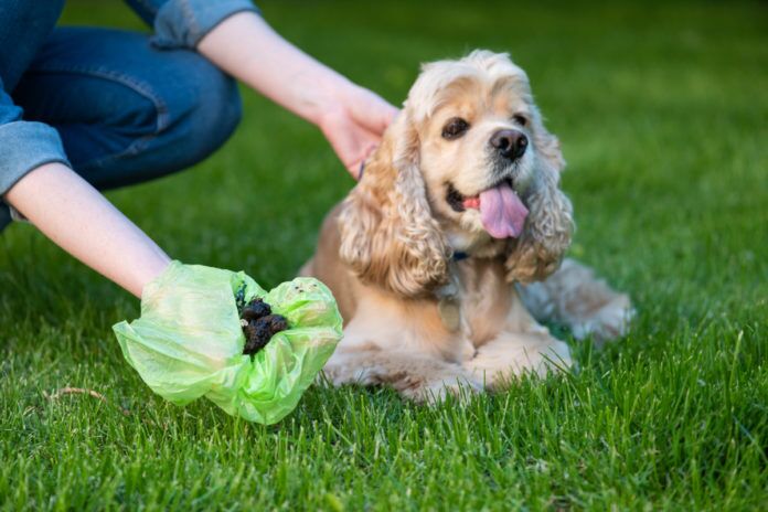 col Doctor 1021 a dog laying in the grass next to a person