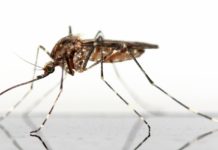a close up of a mosquito on a white background