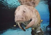 a dug dug dug dug dug dug dug dug dug dug dug dug dug dug dug