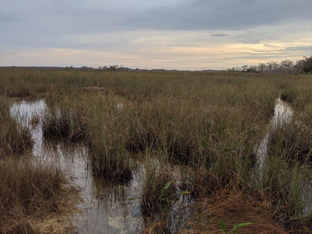 a marshy area with water and grass in the foreground