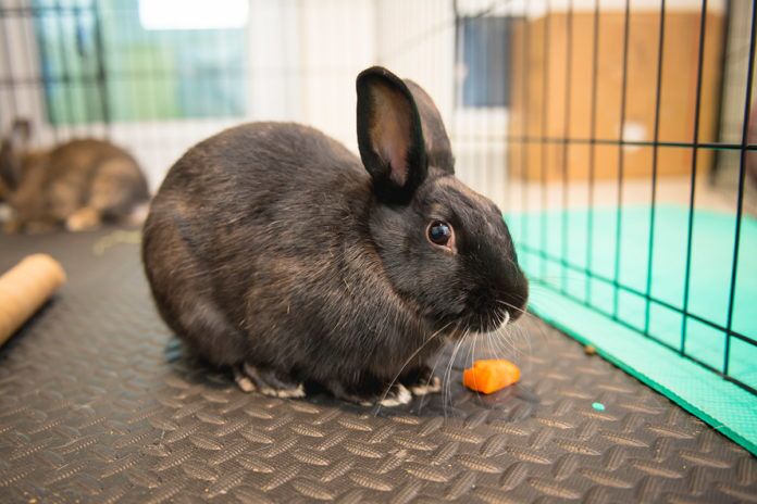 Leo a rabbit eating a carrot in a cage