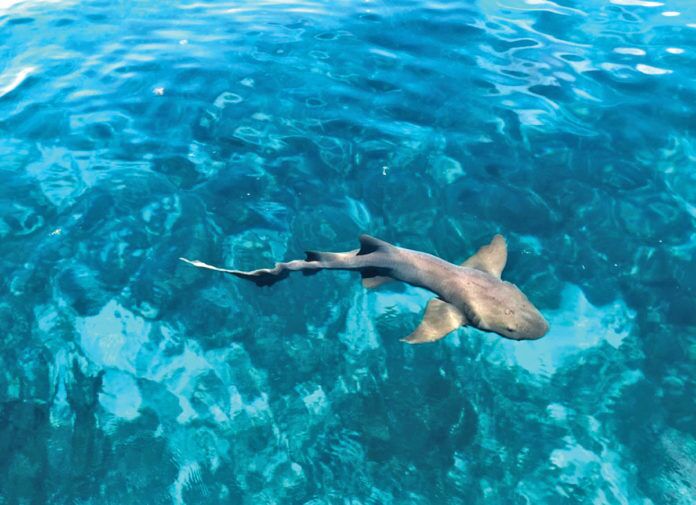 Nurse-SHark-fc a shark swimming in the water near a boat