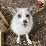 Reef the Fox
