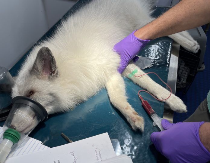 Reef annual exam 1 a white dog laying on top of a table