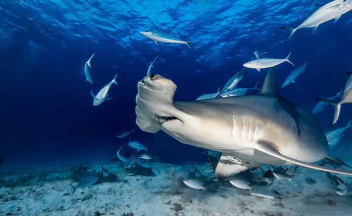 Hammerhead-Shark-Tony-Timpano a large white shark swimming in the ocean