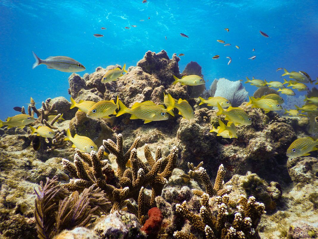 a group of fish swimming over a coral reef