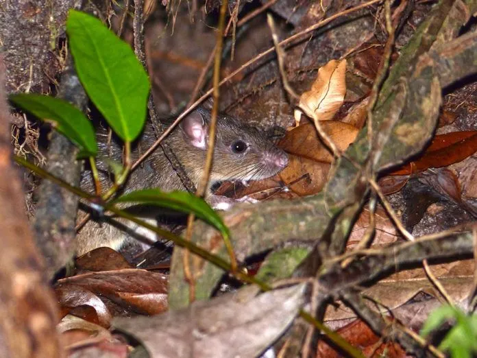 Black_Rat_(Rattus_rattus)_under_the_Tree_House_(15858296885) a rodent hiding in the leaves of a tree