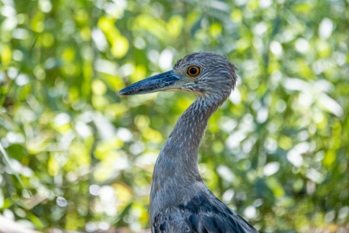 Hedden. Yellow-crowned Night-Heron a bird with a long neck standing in the grass