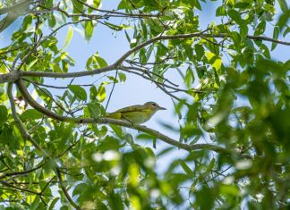 a bird sitting on a branch of a tree