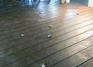 POLICE OFFICER HELPS LOST BABY TURTLES FIND THEIR WAY BACK HOME IN THE FLORIDA KEYS a group of birds sitting on top of a wooden floor