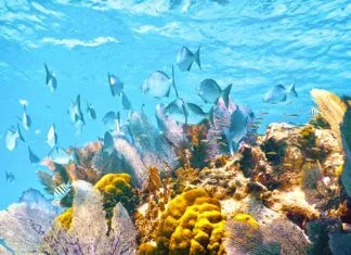 a large group of fish swimming over a coral reef