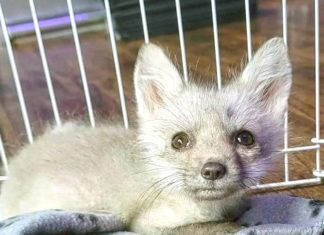 a small white animal inside of a cage
