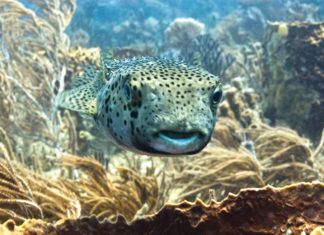 a fish that is swimming in some water