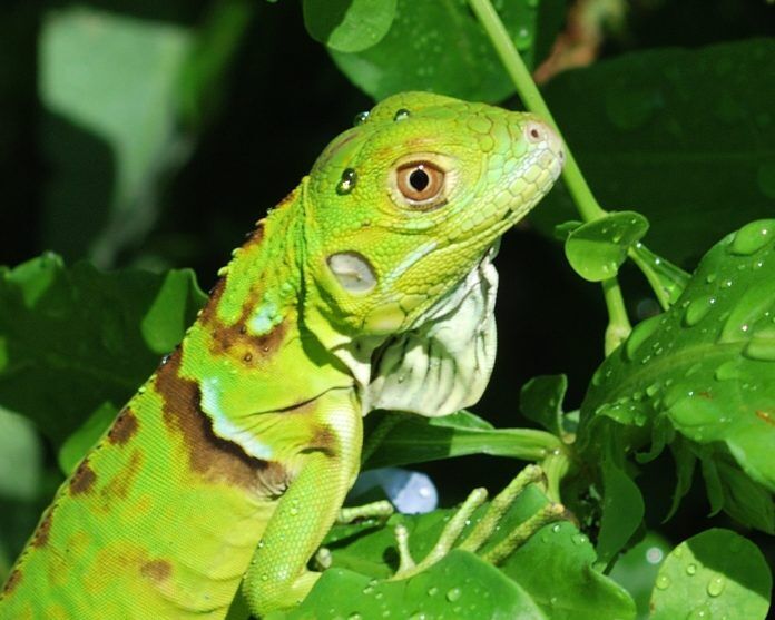 iguana close up a close up of a lizard on a tree branch