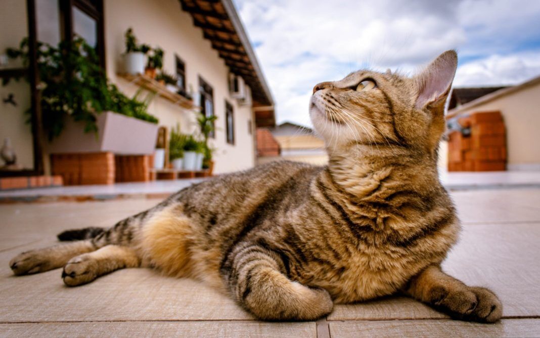 cat-1282309 a cat laying on the ground looking up