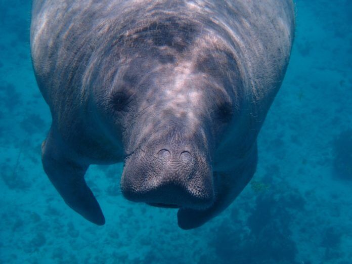 a close up of a manass swimming in the water