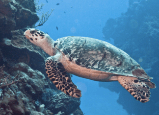a turtle swimming over a coral reef in the ocean