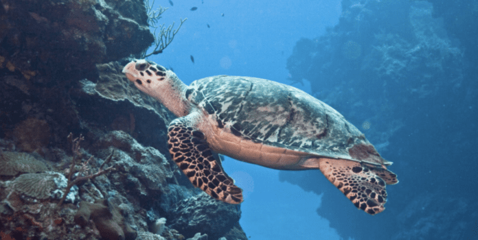 Alexander Barge 2 a turtle swimming over a coral reef in the ocean