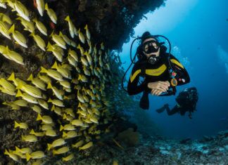 a scuba diver is surrounded by a large group of fish