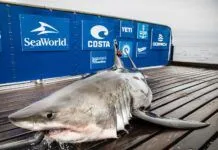 a shark that is laying on a dock