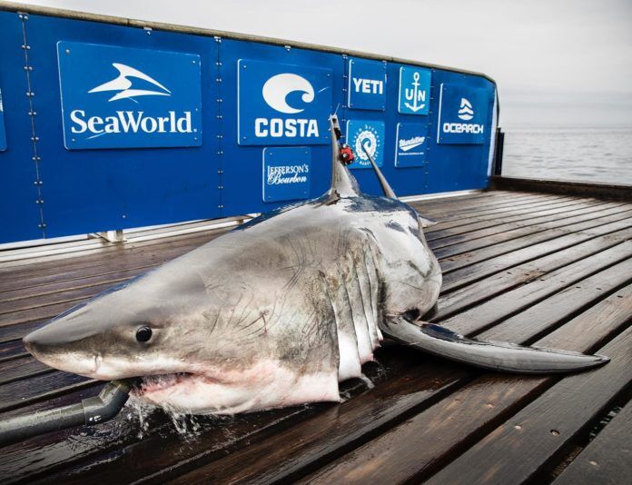 Sable the Shark a shark that is laying on a dock