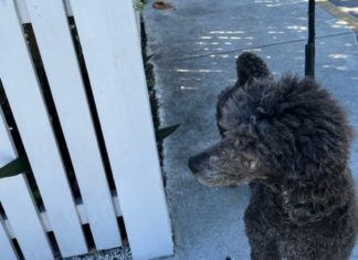 PAWS IN PARADISE: WALK YOUR DOG LIKE A KEY WEST LOCAL a black poodle standing next to a white fence