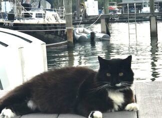 PAWS IN PARADISE: VALENTINE LOVE STORIES a black and white cat sitting on a dock