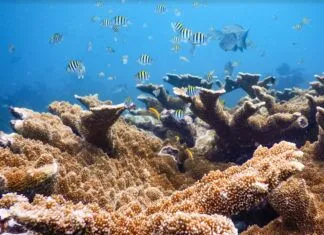 Meet the Marine Preservation Society – a new, kickass partner to the sanctuary a group of fish swimming over a coral reef