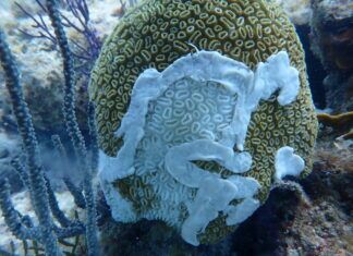 a coral covered in white corals and seaweed