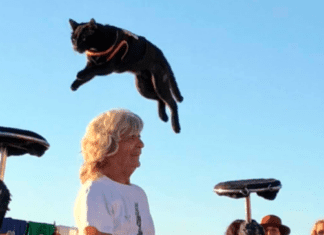 PAWS IN PARADISE: MEET KEY WEST’S LEGENDARY ‘CATMAN’ & HIS FLYING FELINES a black cat is jumping over a man in a white t - shirt